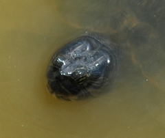 Trachemys scripta