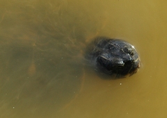 Trachemys scripta