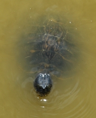 Trachemys scripta