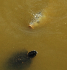 Trachemys scripta