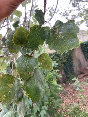 Populus × canescens