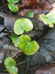 Geophila repens