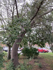 Populus × canescens