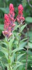 Castilleja rhexiifolia