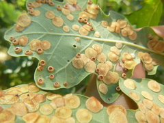 Neuroterus numismalis