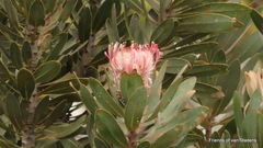 Protea lorifolia