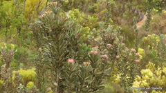 Protea lorifolia