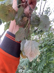 Populus × canescens