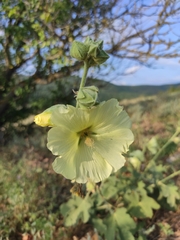 Alcea rugosa