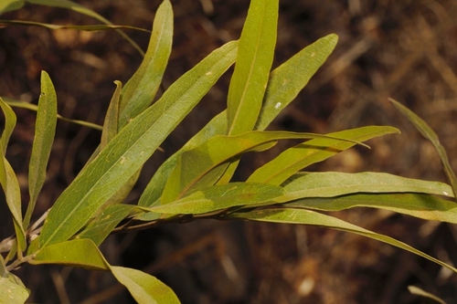 Boscia salicifolia (Boscia salicifolia)