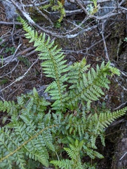 Polystichum prescottianum