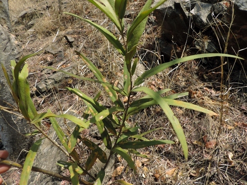 Boscia salicifolia, photograph 1