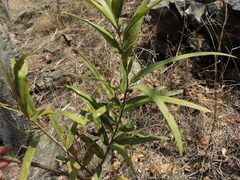 Image of Boscia salicifolia