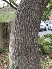 Populus × canescens