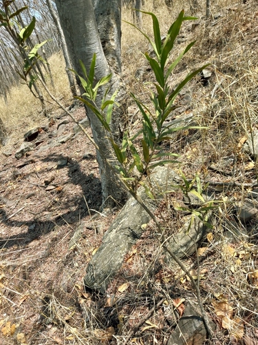 Boscia salicifolia, photograph 2