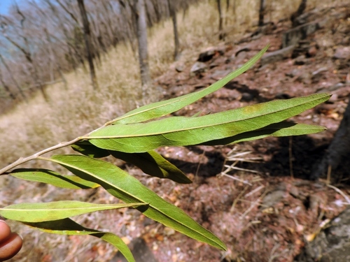 Boscia salicifolia, photograph 3