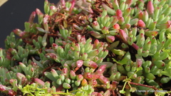Lampranthus