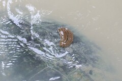 Hirudinaria manillensis