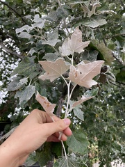 Populus × canescens