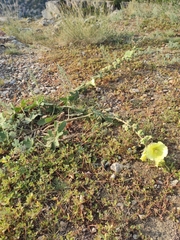 Alcea rugosa