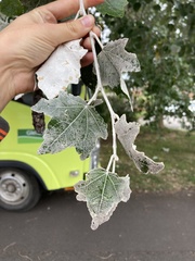 Populus × canescens