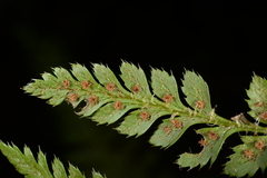 Polystichum prescottianum
