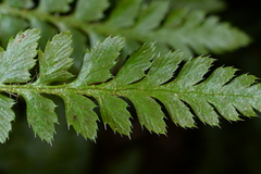 Polystichum prescottianum