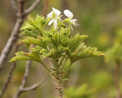 Pelargonium ribifolium
