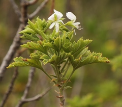 Pelargonium ribifolium