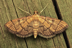 Blepharomastix ranalis