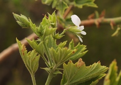 Pelargonium ribifolium