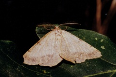 Selidosema brunnearia