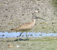 Numenius phaeopus hudsonicus