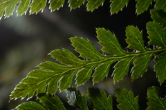 Polystichum prescottianum