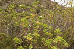 Pelargonium ribifolium