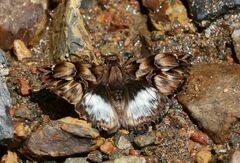Noctuana noctua