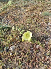 Alcea rugosa