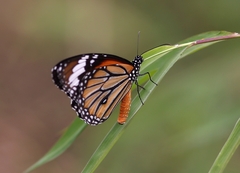 Danaus genutia