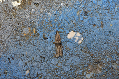 Nephopterix angustella