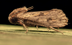 Acrolophus popeanella