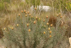 Leucadendron rubrum