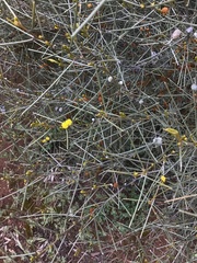 Acacia rigens
