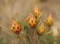 Leucadendron rubrum