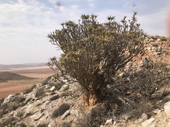 Aloidendron ramosissimum