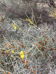 Acacia rigens