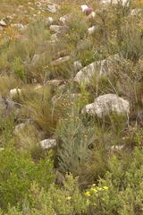 Leucadendron rubrum