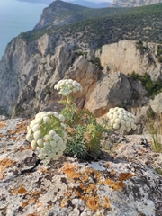 Seseli gummiferum