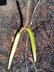 Pachypodium rutenbergianum