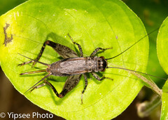 Loxoblemmus equestris