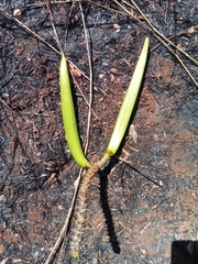 Pachypodium rutenbergianum